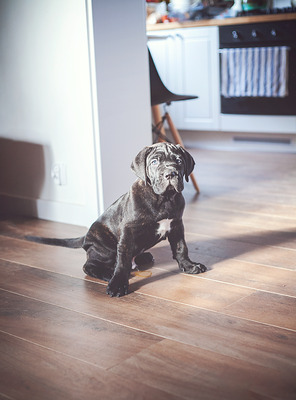 Cane Corso Welpen, Cane Corso Welpen - Hündin