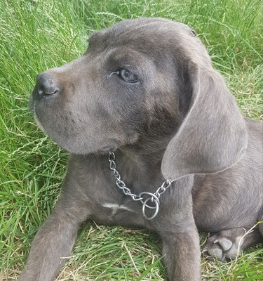 Cane-Corso Welpen - Hündin
