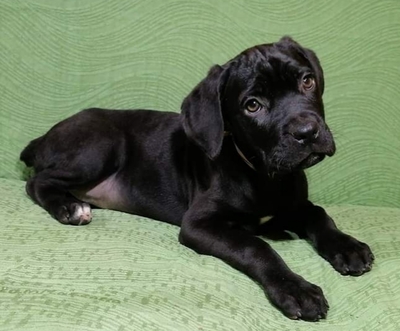 , Cane Corso Welpen - Hündin