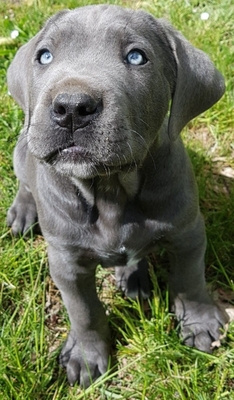 Cane Corso Welpen - Hündin