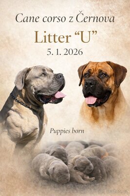 Cane Corso Welpen - Hündin