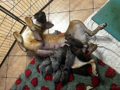 Cane Corso Welpen - Hündin