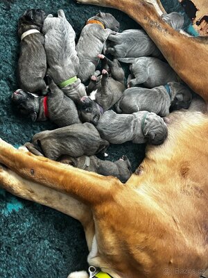 Cane Corso Welpen - Hündin