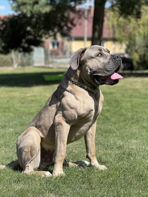 Cane Corso Welpen - Hündin