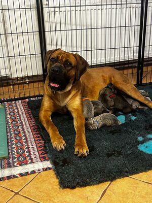 Cane Corso Welpen - Hündin