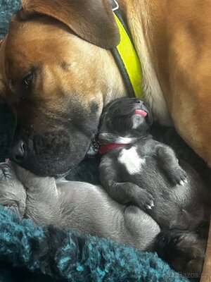 Cane Corso Welpen - Hündin