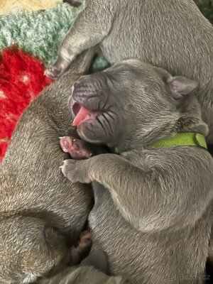 Cane Corso Welpen - Hündin