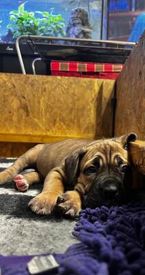 Cane Corso Welpen - Hündin