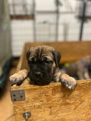 Cane Corso Welpen - Hündin