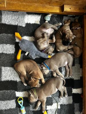 Cane Corso Welpen - Hündin