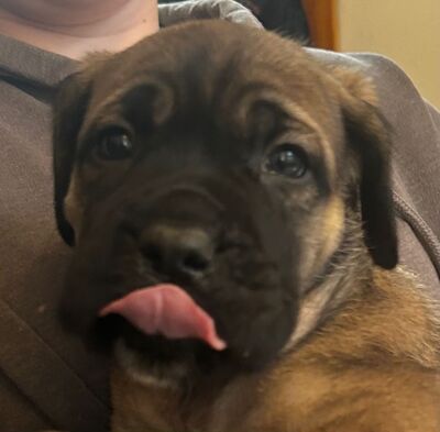 Cane Corso Welpen - Hündin