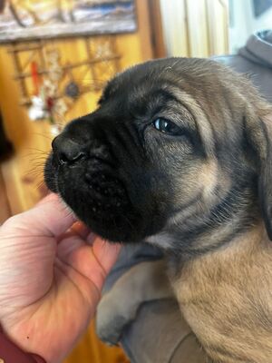Cane Corso Welpen - Hündin