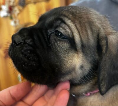 Cane Corso Welpen - Hündin