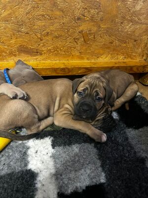 Cane Corso Welpen - Hündin