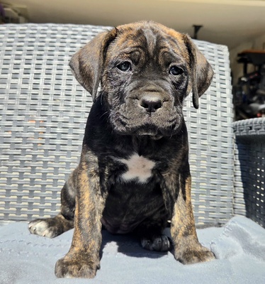 Cane Corso Welpen - Hündin