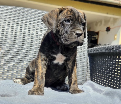 Cane Corso Welpen - Hündin
