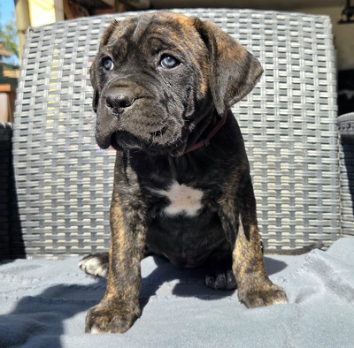 Cane Corso Welpen - Hündin