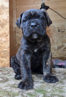 Cane Corso Welpen - Hündin
