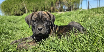 Cane Corso Welpen - Hündin