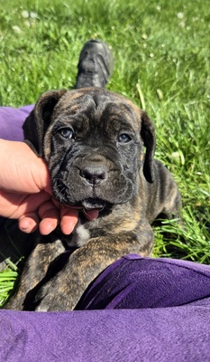 Cane Corso Welpen - Hündin