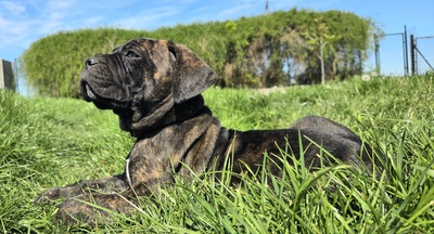 Cane Corso Welpen - Hündin
