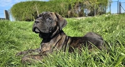 Cane Corso Welpen - Hündin