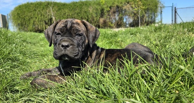 Cane Corso Welpen - Hündin