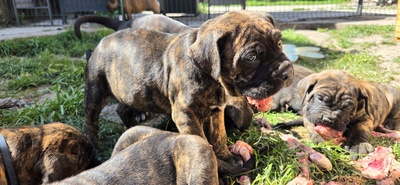 Cane Corso Welpen - Hündin