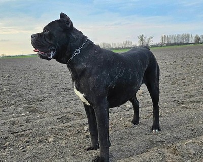 Cane Corso Welpen - Hündin