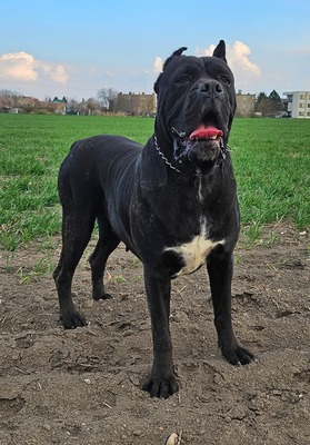 Cane Corso Welpen - Hündin
