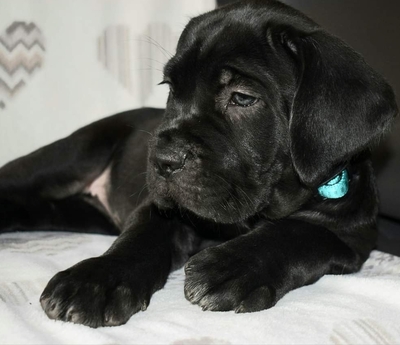Cane Corso Welpen - Rüde