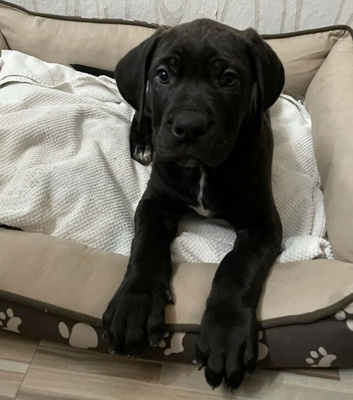 Cane-Corso Welpen - Rüde