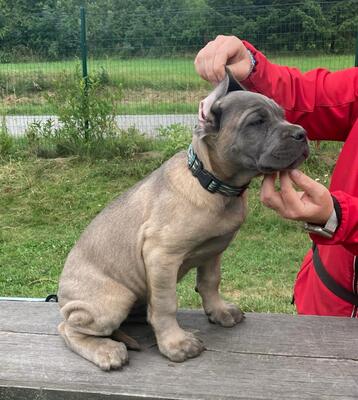 Cane Corso Welpen - Rüde