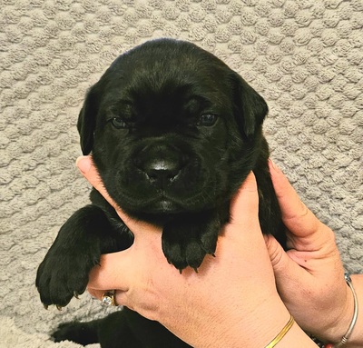 Cane corso Welpen - Hündin