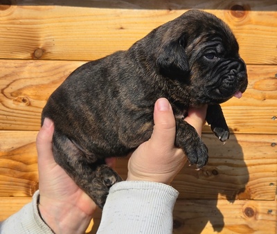 Cane corso Welpen - Hündin