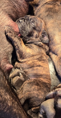 Cane corso Welpen - Hündin