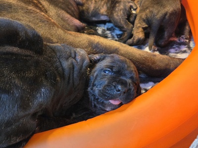 Cane corso Welpen - Hündin