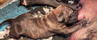 Cane corso Welpen - Hündin