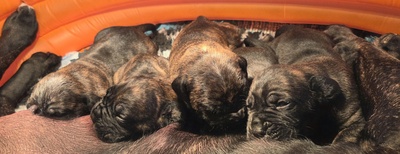 Cane corso Welpen - Hündin