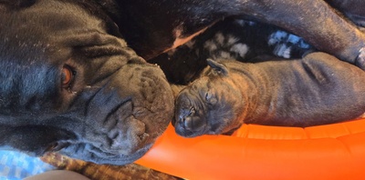 Cane corso Welpen - Hündin