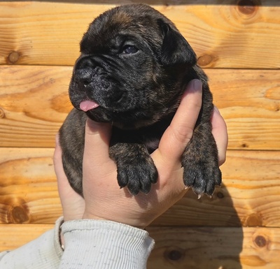 Cane corso Welpen - Hündin