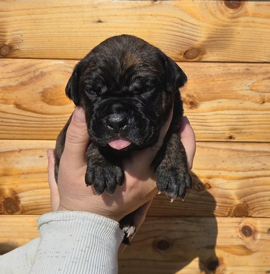 Cane corso Welpen - Hündin