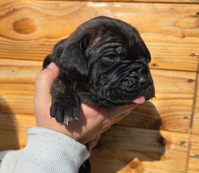 Cane corso Welpen - Hündin