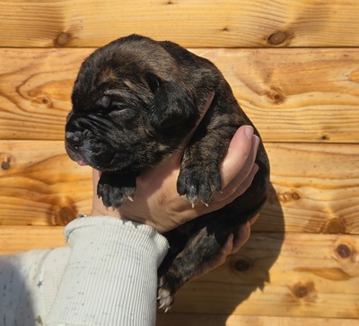 Cane corso Welpen - Hündin