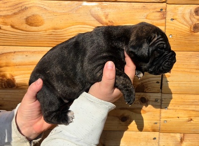 Cane corso Welpen - Hündin