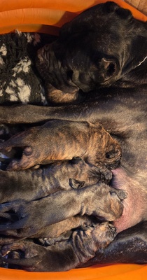 Cane corso Welpen - Hündin
