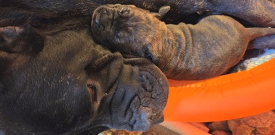 Cane corso Welpen - Hündin