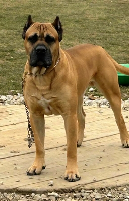 Cane corso Welpen - Hündin