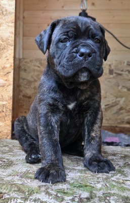 Cane corso Welpen - Hündin