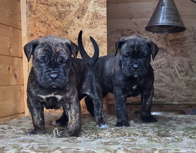 Cane corso Welpen - Hündin